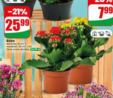 Róża doniczka 20 cm promocja w Dino