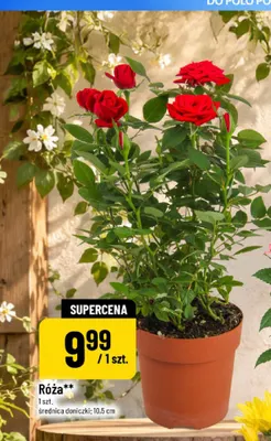 Róża promocja w POLOmarket