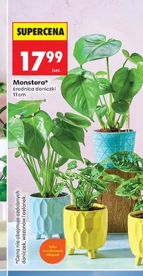 Monstera średnica doniczki 11cm promocja w Biedronka