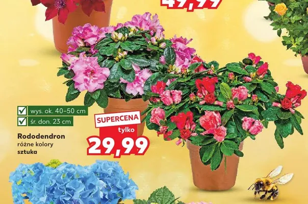 Rododendron wys. ok. 40-50cm śr. don. 23cm promocja w Kaufland