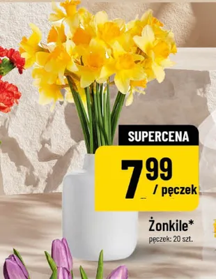 Żonkile promocja w POLOmarket