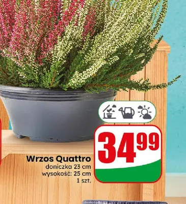 Wrzos Quattro promocja w Dino