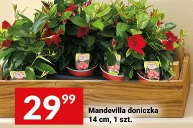 Mandevilla doniczka 14cm promocja w Twój Market