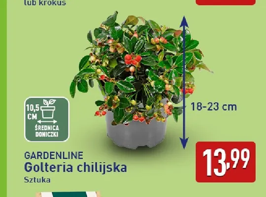 Golteria chilijska Gardenline promocja w Aldi