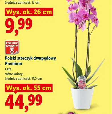 Polski storczyk dwupędowy Premium promocja w Lidl