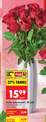Róża premium 10 szt. promocja w Biedronka