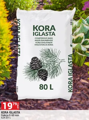 Kora iglasta promocja w Merkury Market