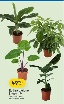 Rośliny zielone jungle mix promocja w Castorama