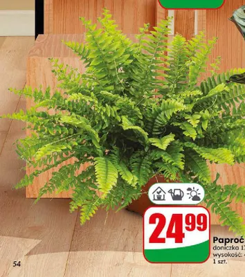 Paproć promocja w Dino