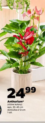 Anthurium promocja w Netto