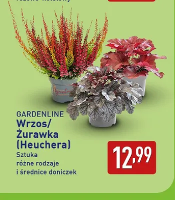 Żurawka Heuchera Gardenline promocja w Aldi