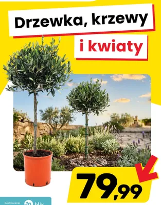 Drzewka, krzewy i kwiaty promocja w Bricomarche