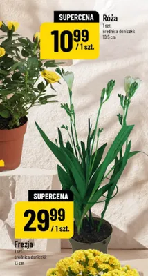 Frezja promocja w POLOmarket
