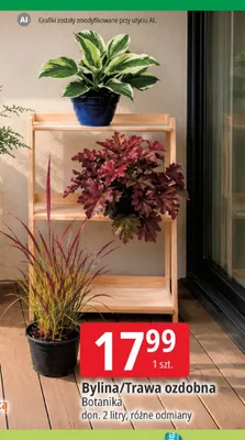 Trawa ozdobna Botanika 2 l promocja w Leclerc