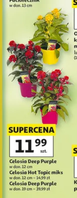Celosia Deep Purple w don. 19cm promocja w Auchan