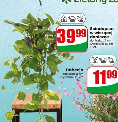 Scindapsus w wiszącej doniczce promocja w Dino
