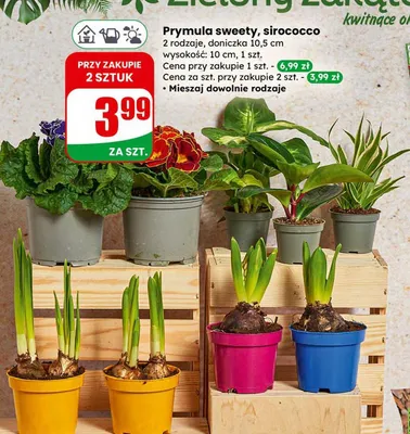 Prymula sweety, sirococco 2 rodzaje promocja w Dino