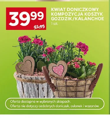 Kwiat doniczkowy kompozycja koszyk kalanchoe promocja w Stokrotka