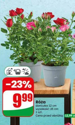 Róża doniczka 12 cm promocja w Dino