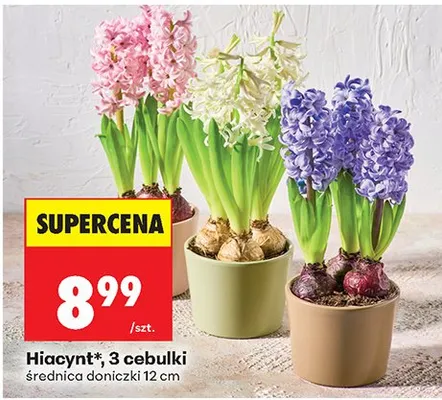 Hiacynt, 3 cebulki promocja w Biedronka