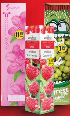Malina czerwona Gardenic promocja w Biedronka