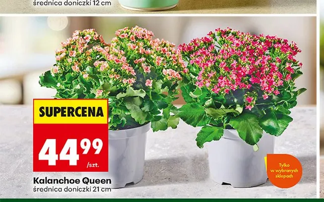 Kalanchoe Queen promocja w Biedronka