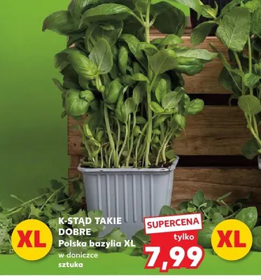 Bazylia XL w doniczce promocja w Kaufland