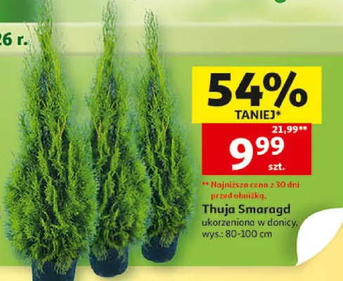 Thuja Smaragd ukorzeniowa w donicy promocja w Auchan