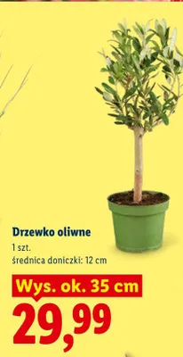 Drzewko oliwne promocja w Lidl