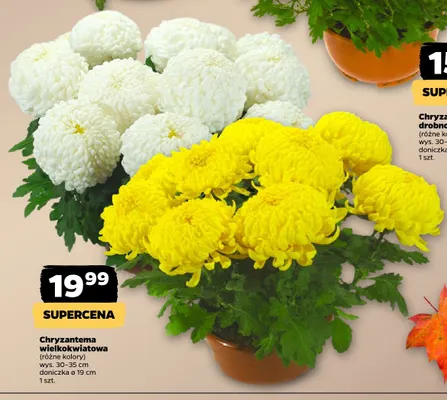 Chryzantema wielkokwiatowa promocja w Netto