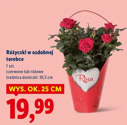 Różyczki w ozdobnej torebce promocja w Lidl