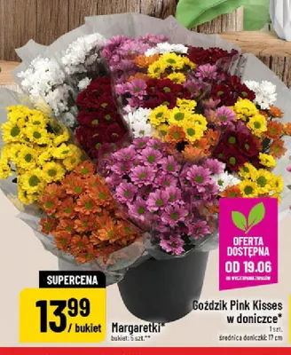 Margaretki promocja w POLOmarket