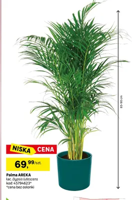 Palma Areka promocja w Leroy Merlin