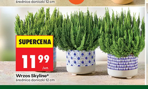 Wrzos Skyline promocja w Biedronka