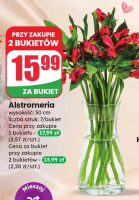 Alstromeria wysokość 50cm promocja w Dino