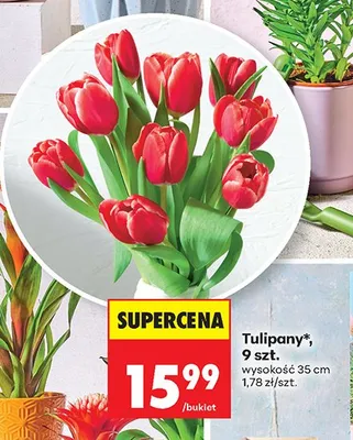 Tulipany wysokość 35cm promocja w Biedronka