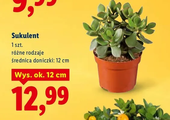 Sukulent promocja w Lidl