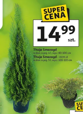Thuja Smaragd promocja w Auchan