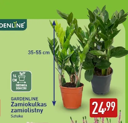 Zamiokulkas zamiolistny Gardenline promocja w Aldi