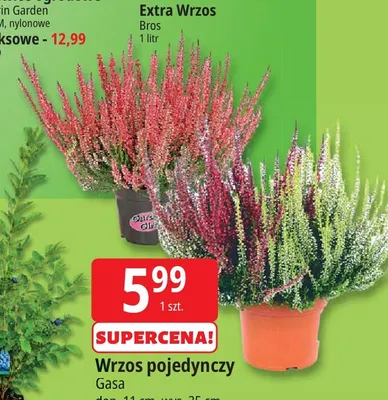 Wrzos pojedynczy Gasa promocja w Leclerc