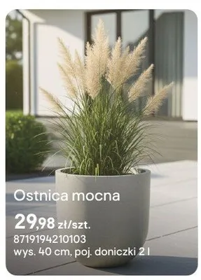 Ostnica mocna promocja w Castorama