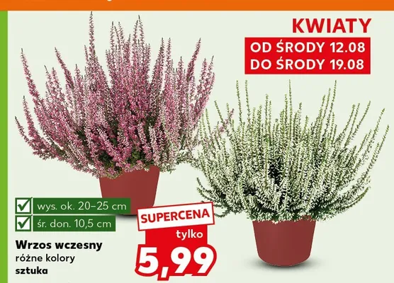 Wrzos wczesny promocja w Kaufland
