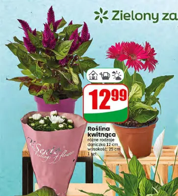Roślina kwitnąca promocja w Dino