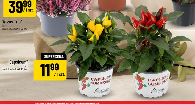 Capsicum promocja w POLOmarket