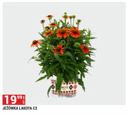Jeżówka Lakota promocja w Merkury Market