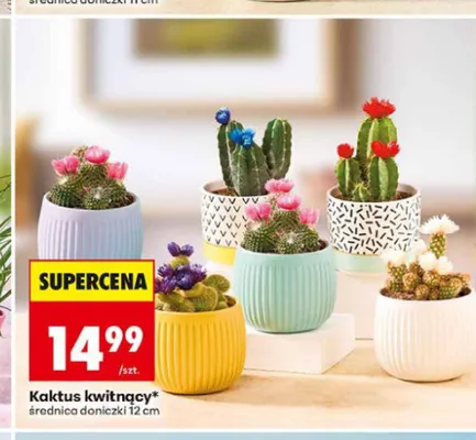 Kaktus kwitnący średnica doniczki 12cm promocja w Biedronka
