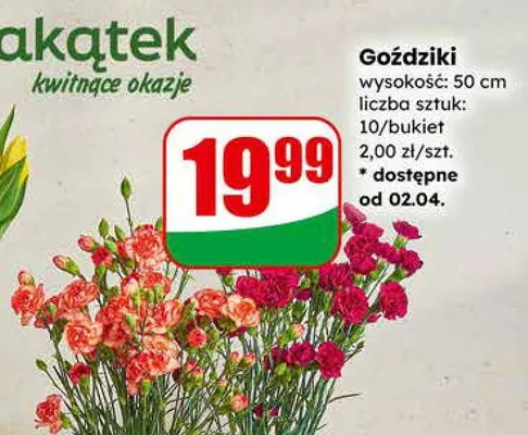 Goździki kwitnące okazje promocja w Dino