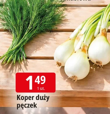 Koper duży pęczek promocja w Leclerc