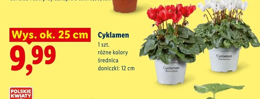 Cyklamen Polskie Kwiaty różne kolory wys. ok. 25 cm promocja w Lidl