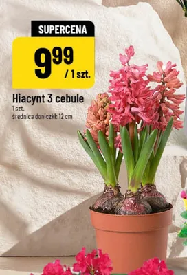 Hiacynt 3 cebule promocja w POLOmarket